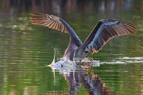 A pelican dips its beak into the water in a dynamic movement with outstretched wings, Brown