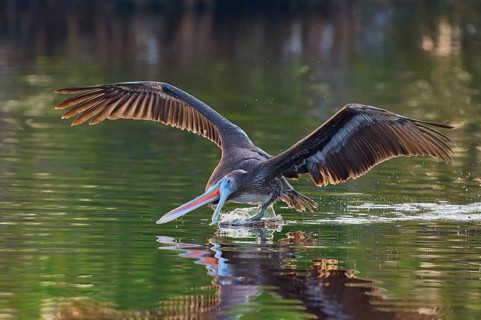 A pelican stretches its beak into the water as it glides just above it, Brown Pelican, (Pelecanus