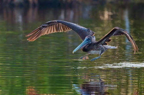 A pelican takes off from the water surface with a powerful wing beat, Brown Pelican, (Pelecanus