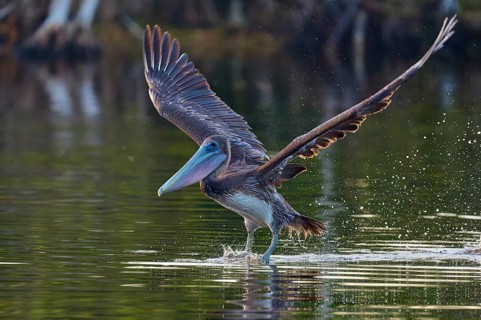 A pelican hovering just above the water surface with slightly raised wings, Brown Pelican,