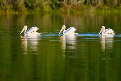 Three pelicans swimming in a calm green waterscape, White Pelican (Pelecanus erythrorhynchos),