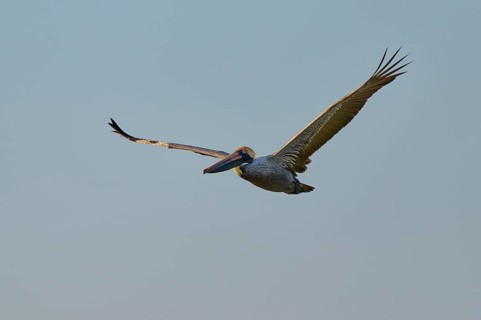 A pelican sails in the clear blue sky, Brown Pelican, (Pelecanus occidentalis), Everglades National