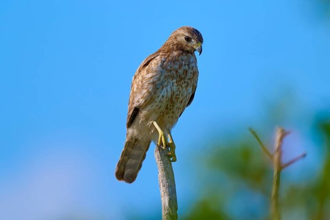 A bird of prey perched on a branch, against a blue sky and surrounded by green vegetation,