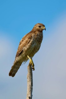 Close-up of a bird of prey on a branch against a clear sky, Red-shouldered Hawk (Buteo lineatus),