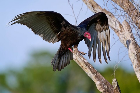 A vulture with outstretched wings on a tree against the sky, Turkey Vulture (Cathartes aura),