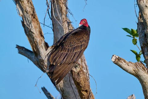 A vulture sitting on a bare branch under a clear sky, Turkey Vulture (Cathartes aura), Flamingo,