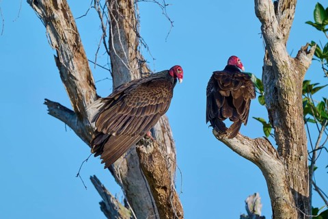 Two vultures perched on bare branches against the blue sky, Turkey Vulture (Cathartes aura),