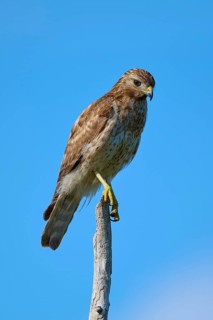 Close-up of a bird of prey on a branch, with clear blue sky in the background, Red-shouldered Hawk