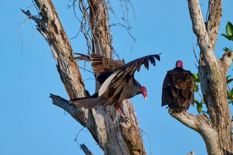 One vulture sits quietly while the other spreads its wings, Turkey Vulture (Cathartes aura),