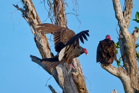One vulture sits on the tree, the other raises its wings, Turkey Vulture (Cathartes aura),