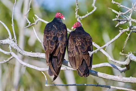 Two vultures with red heads sitting on bare branches against a green background, Turkey Vulture