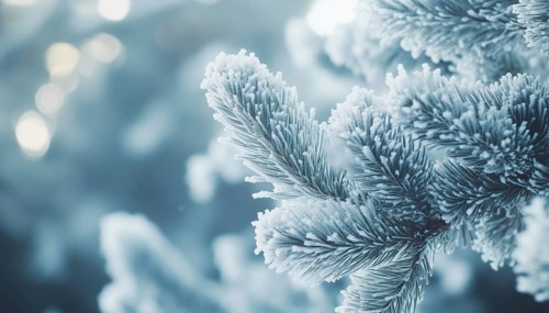 Charming Winter Coniferous Forest With Frost And Snow Covered Trees In Close-Up: A Winter