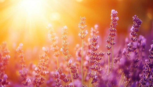 Close-Up View Of Lavender Field In Sunlight With Orange And Gold Sky, Artistic And Zen Nature.