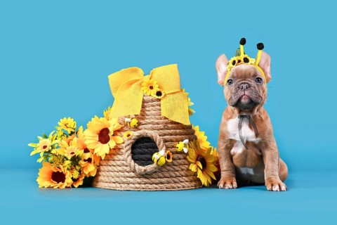 Fawn French Bulldog dog puppy with bee costume antlers sitting next to beehive and sunflowers on