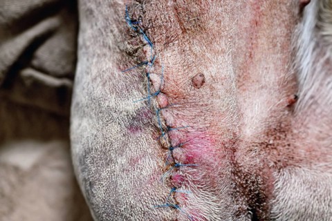 Close up of stitches on amputated dog leg during healing. Post-operative care after limb removal