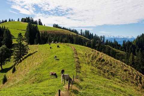 Panorama, snow-covered mountains, Bernese Oberland, view from Lüderenalp, Emmental, Canton of Bern,