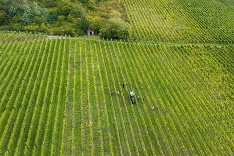 Extensive vineyard with people and tractor in rows of vines, grape grape harvest, near Korb, Rems
