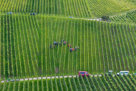 Vineyard with harvesters in rows, cars on a path at the edge, grape grape harvest, near Korb, Rems