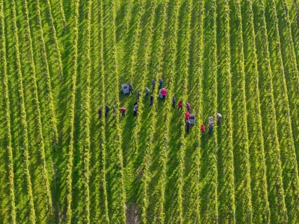 Groups of people collecting grapes in a green vineyard, grape grape harvest, near Korb, Remstal,