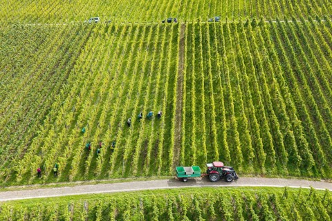 Aerial view of a vineyard with harvesters and tractor between the rows of vines, grape grape