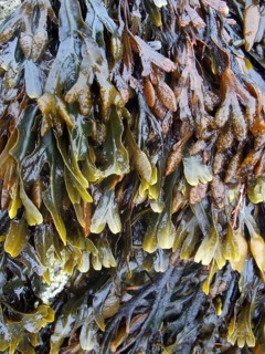 Algae overgrown rock formation in Brittany France