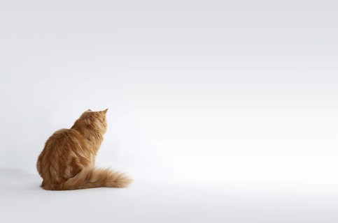 Red Maine Coon Kitten sitting on the ground in light grey back