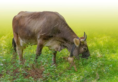 Horned cow with bell seen in Tyrol, a district in Austria