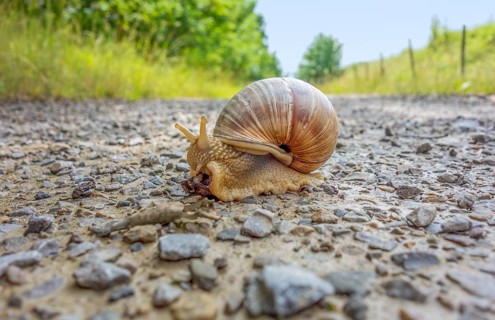 Low angle shot of a roman snail on a field path at summer time