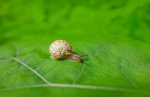 Small land snail with shell creeping on a green leaf