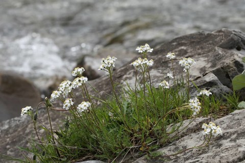 Yarrow (Achillea) by a mountain stream, Lechtal, Tyrol, Austria, Lechtal, Tyrol, Austria
