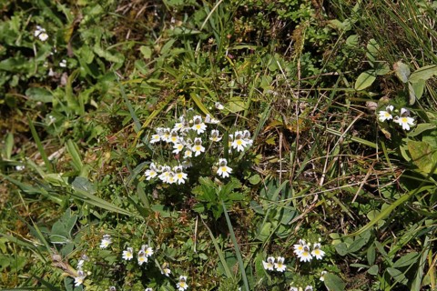 Common eyebright (Euphrasia nemorosa) Allgäu, Bavaria, Germany, Allgäu, Bavaria, Germany