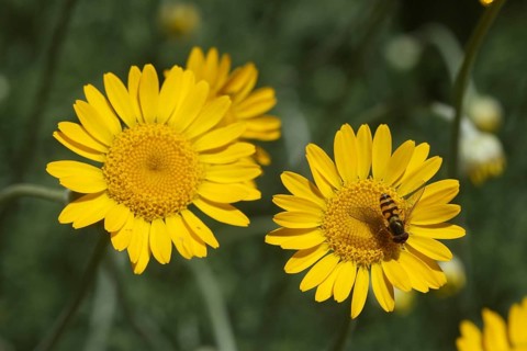 Hoverfly (Syrphidae) on the flower of a dyer's chamomile (Anthemis tinctoria) also called dyer's