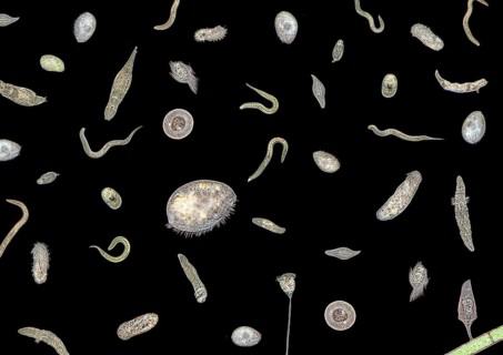 Micrography showing lots of various translucent freshwater microorganisms in dark back