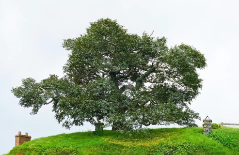 Idyllic scenery with big old tree at The Shire represented by a region near Matama at the North