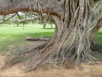 Closeup shot of strangler fig boughs seen in Sri Lanka