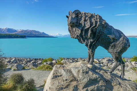Himalayan Tahr statue at Lake Pukaki on the South Island of New Zealand