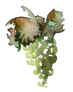 Watercolor illustration of a green wine grape with leaves in white back