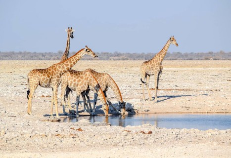 Sunny savannah scenery including a group of giraffes at a waterhole in Namibia