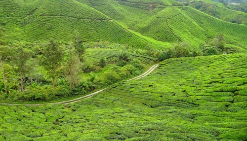 Tea plantation at the Cameron Highlands district in Malaysia