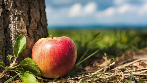 Apple near tree stem closeup, based on the proverb The apple doesn't fall far from the tree, AI