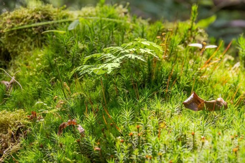 Low angle macro shot showing moss plants and other ground cover vegetation