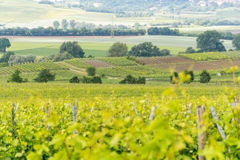 Winegrowing scenery around Loerzweiler in the Rhineland-Palatinate in Germany at spring time