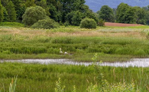 Riparian scenery around Wiesenfelden at the Bavarian Forest in southern Germany