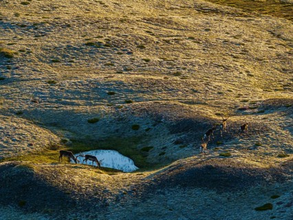 Reindeer, reindeer herd, walking, volcanic landscape, evening light, summer, south-east Iceland,