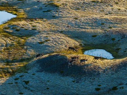 Reindeer, reindeer herd, walking, volcanic landscape, evening light, summer, south-east Iceland,