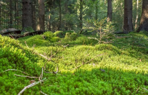 Sunny illuminated low angle forest scenery with moss and ground cover vegetation