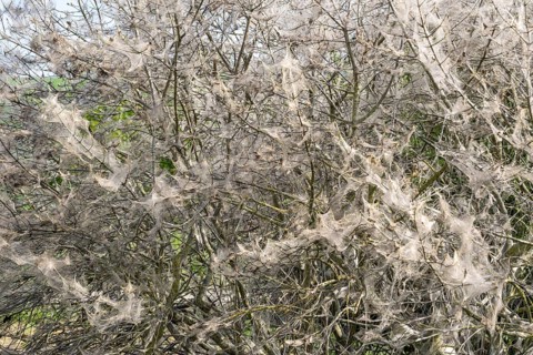 Bush covered with ermine moth webs at spring time