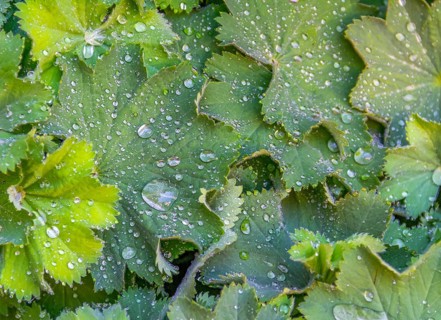 Full frame wet green water repellent leaves