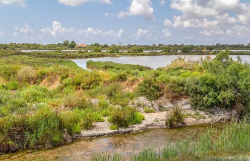 Riparian scenery around the Regional Nature Park of the Camargue in Southern France
