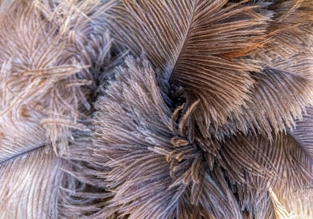 Full frame fluffy ostrich feather background